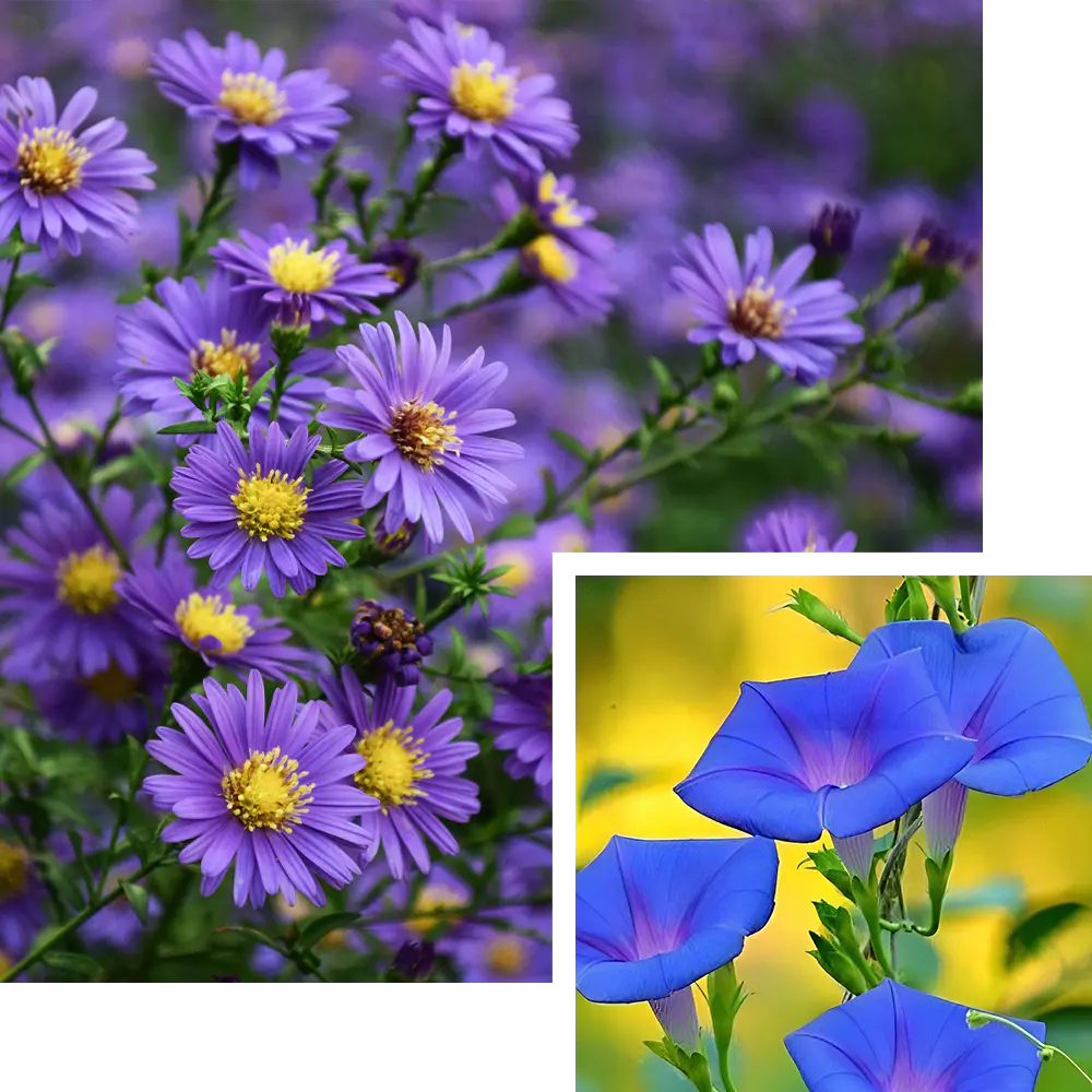 September Birth Flower: Aster & Morning Glory (Love & Wisdom!)