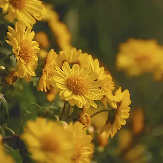 ​September birthday flowers: Chrysanthemum