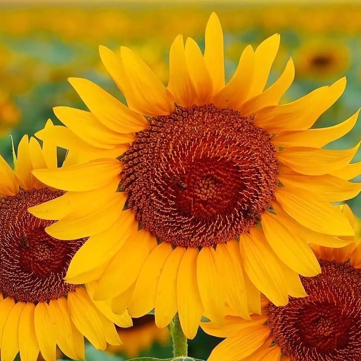 Sunflowers-1