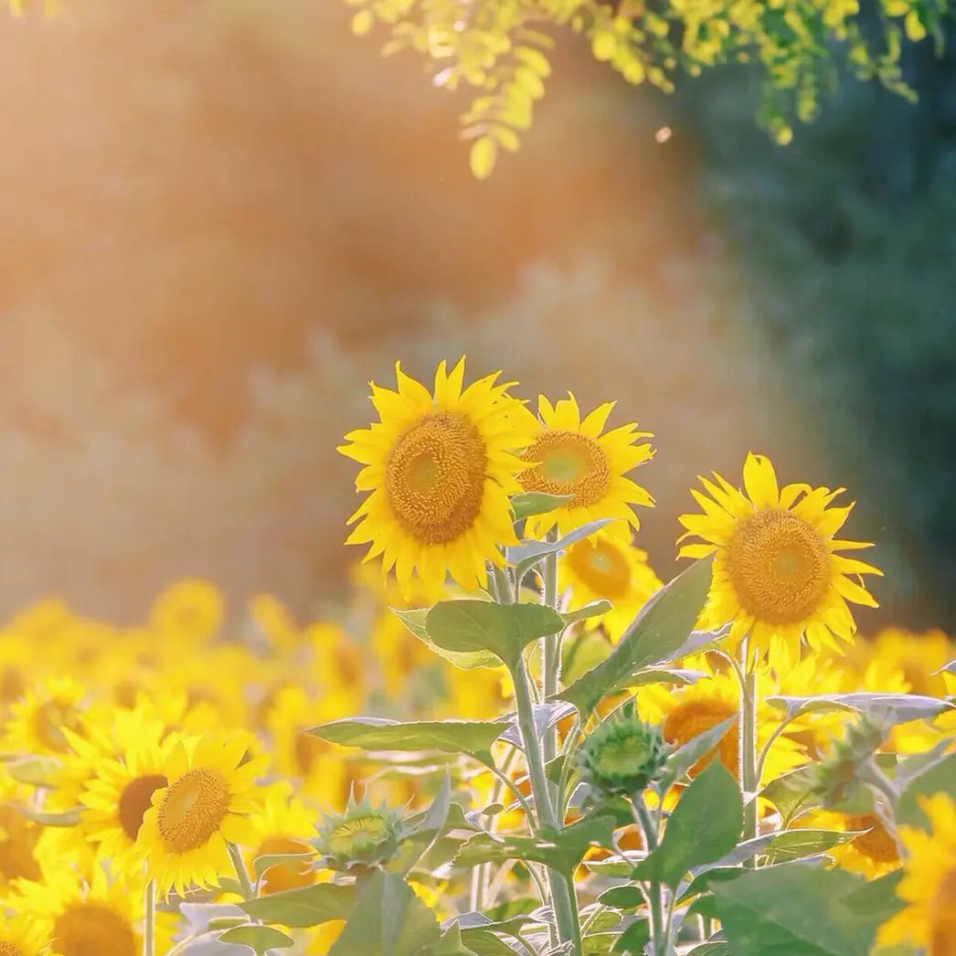 Sunflowers