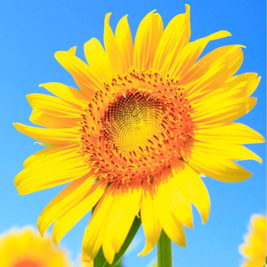 Sunflowers (Dark-Centered or Red Varieties)