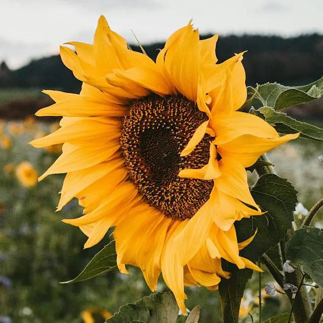 Sunflowers: Pure Adoration & Bright Happiness!