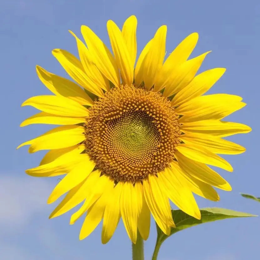 Sunflowers, Tournesol,Girasol,Sonnenblume,Girasol, Girassol,ヒマワリ (Himawari),해바라기 (Haebaragi)