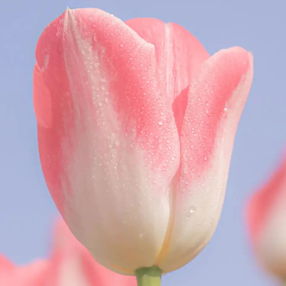 Tulips: Perfect Love in Every Petal-1