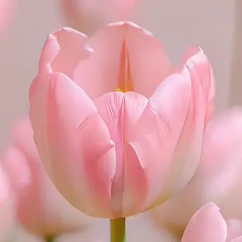 Tulips (Tulpe, Tulipe, Tulipano): Perfect Love & Joyful Beginnings